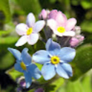 Meet your Posher, Eloise